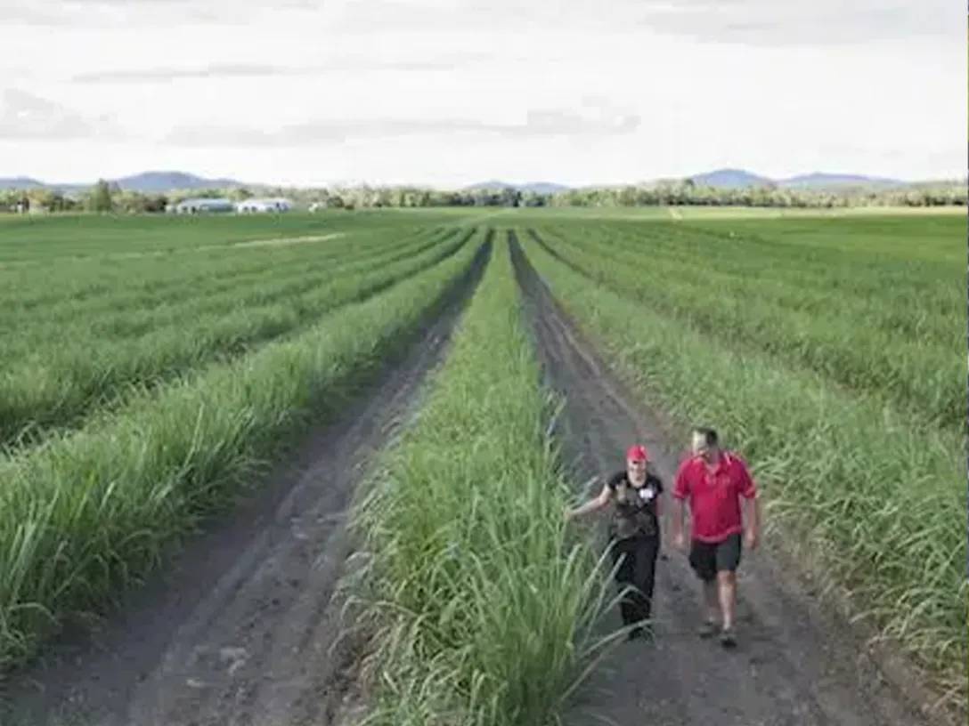 Twee personen die wandelen in een veld met rijen groene planten.