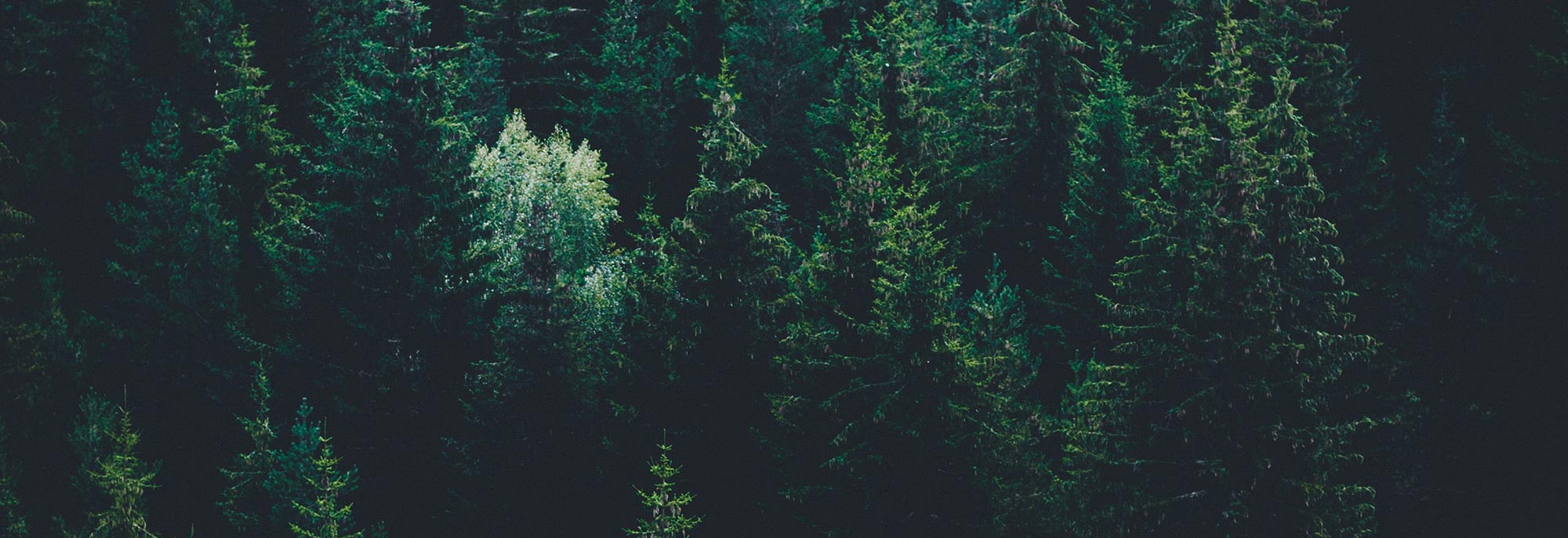 Image d'une forêt de sapins très verte vue de haut