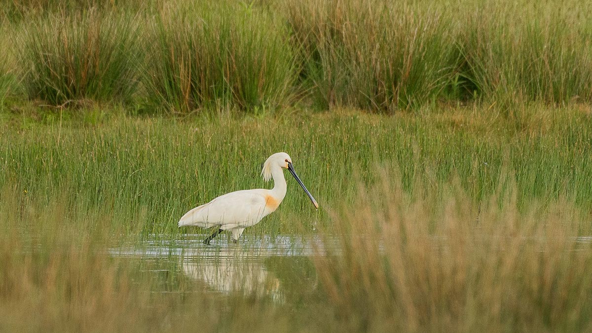 Lepelaar in Modderven natuurgebied