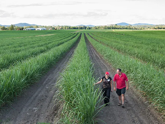 Open view of a agriculture field with two people walking on the foreground