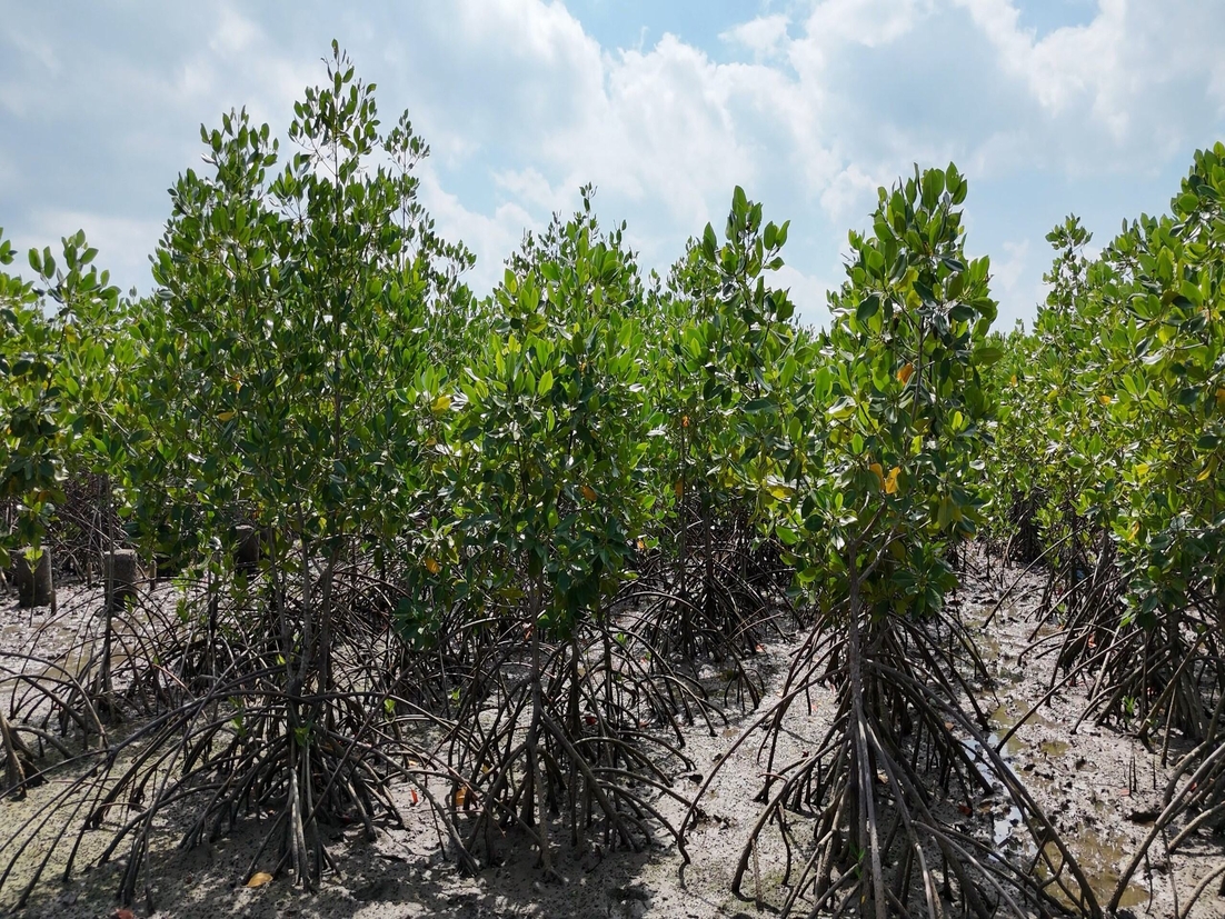 Innovative climate resilience project to protect mangroves in Indonesia and Philippines launched